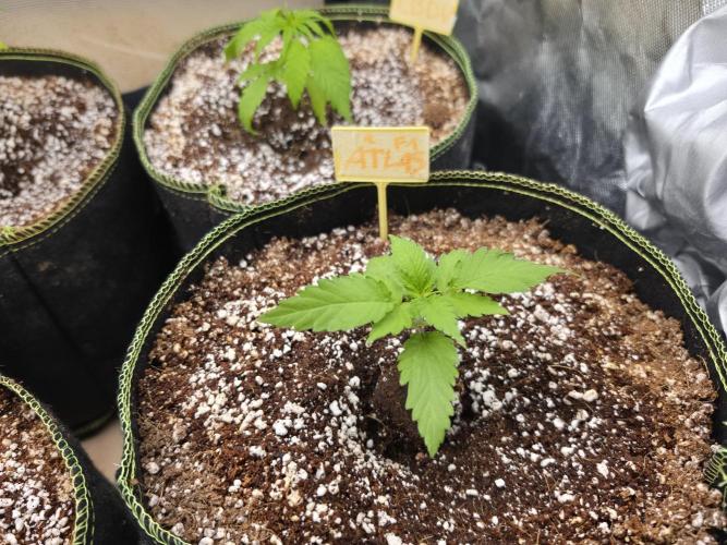 Coco auto medicinal grow RQS. Week 1