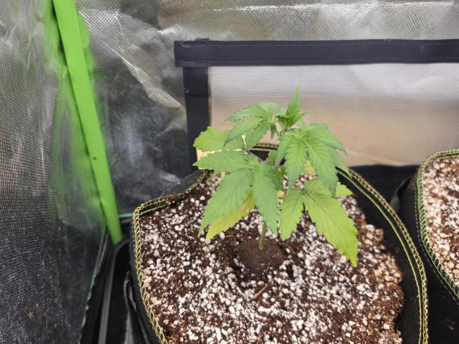 Coco auto medicinal grow RQS. Week 1