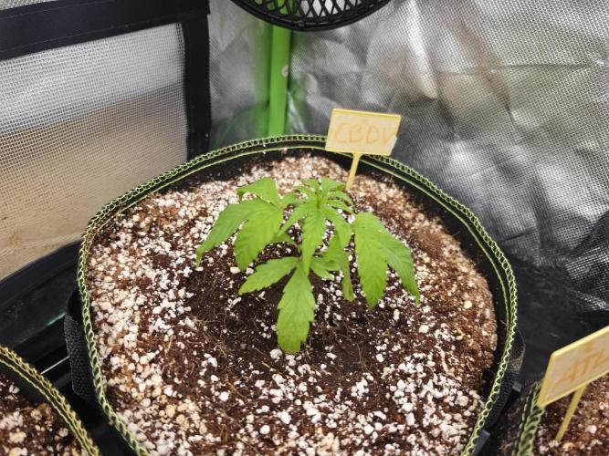 Coco auto medicinal grow RQS. Week 1