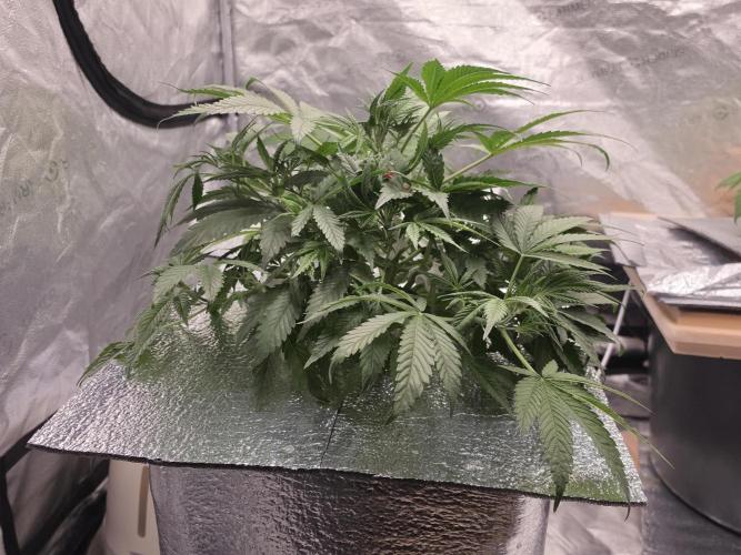 Hydro FF Auto Sativa. Week 5