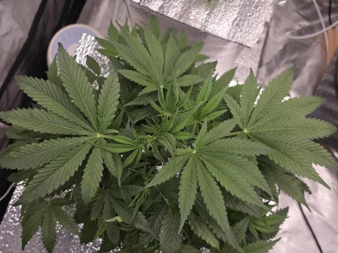 Hydro FF Auto Sativa. Week 5