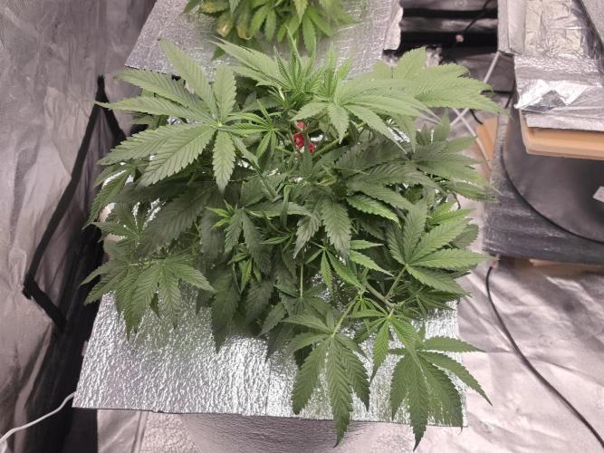Hydro FF Auto Sativa. Week 5