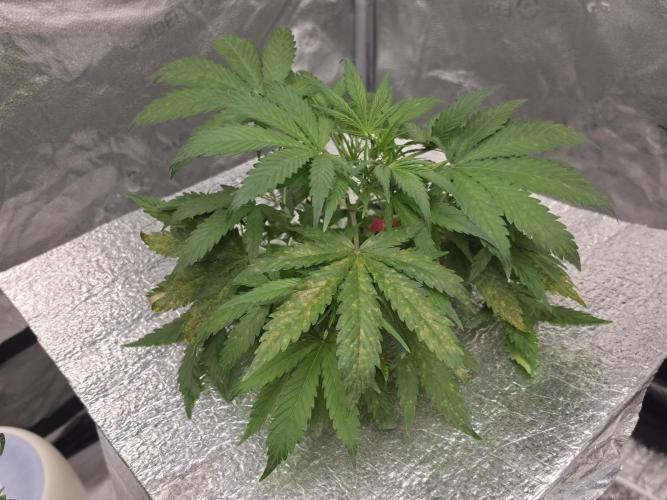 Hydro FF Auto Sativa. Week 5 - :/