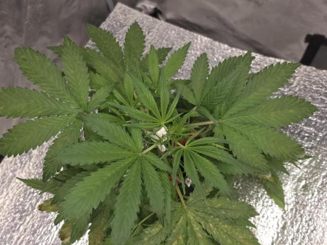 Hydro FF Auto Sativa. Week 5