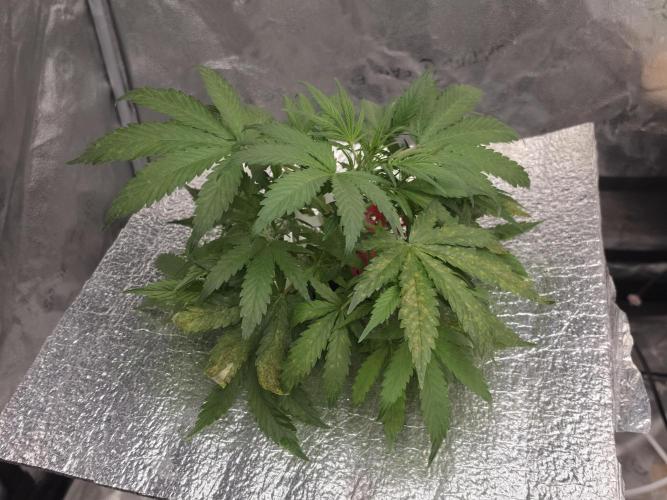 Hydro FF Auto Sativa. Week 5
