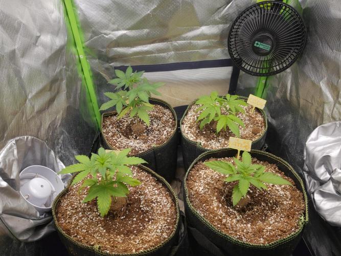 Coco auto medicinal grow RQS. Week 2
