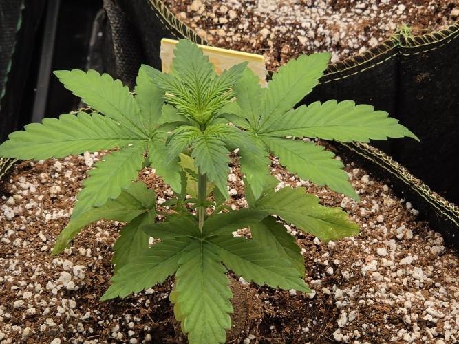 Coco auto medicinal grow RQS. Week 2