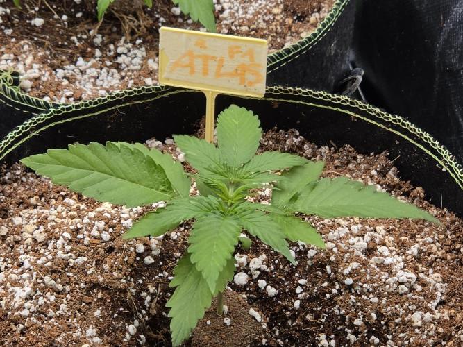 Coco auto medicinal grow RQS. Week 2