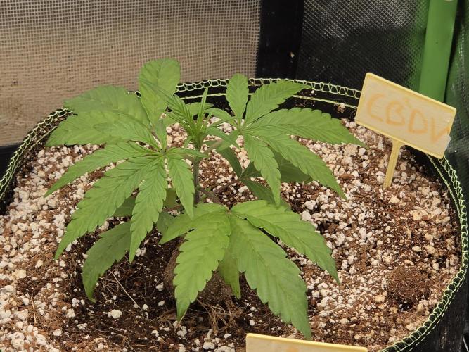 Coco auto medicinal grow RQS. Week 2