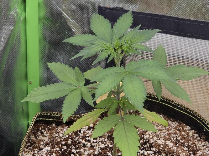 Coco auto medicinal grow RQS. Week 2