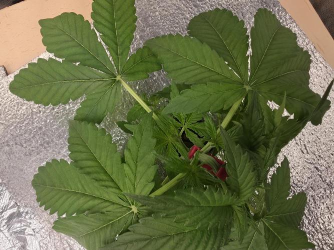 DWC Papaya Zoap Fast. Week 3
