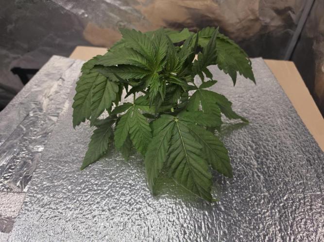 DWC Papaya Zoap Fast. Week 3