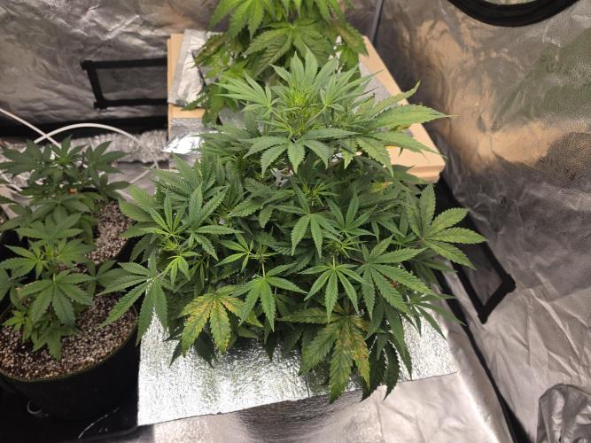 Hydro FF Auto Sativa. Week 6