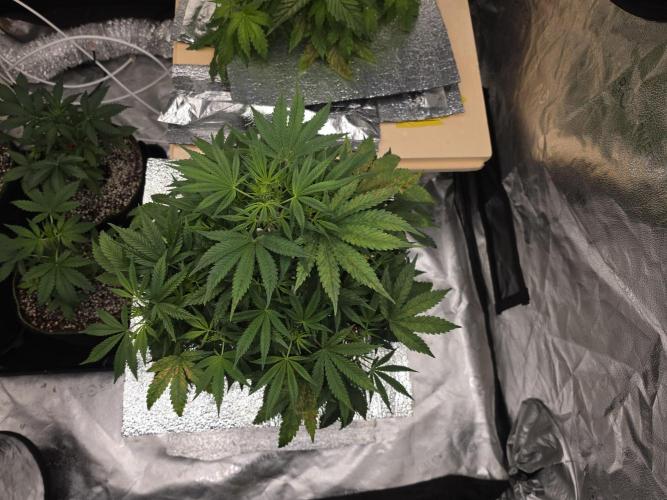 Hydro FF Auto Sativa. Week 6