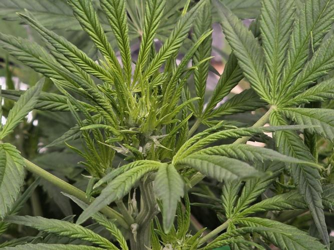 Hydro FF Auto Sativa. Week 6