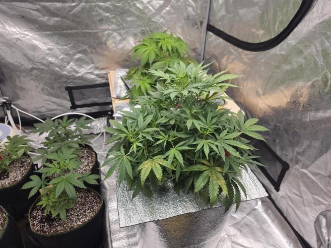 Hydro FF Auto Sativa. Week 6