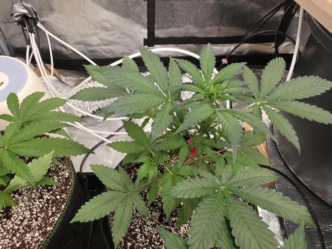 Coco auto medicinal grow RQS. Week 3