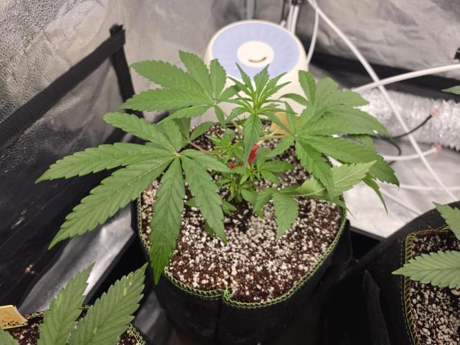 Coco auto medicinal grow RQS. Week 3