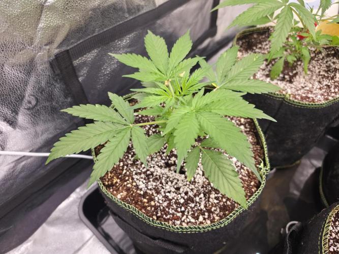 Coco auto medicinal grow RQS. Week 3