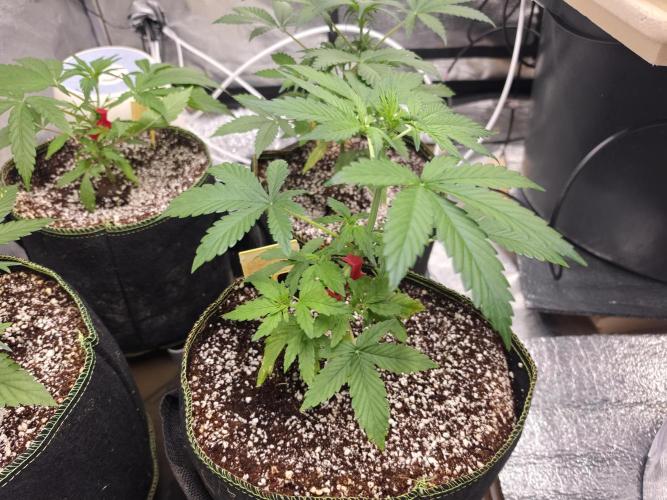 Coco auto medicinal grow RQS. Week 3
