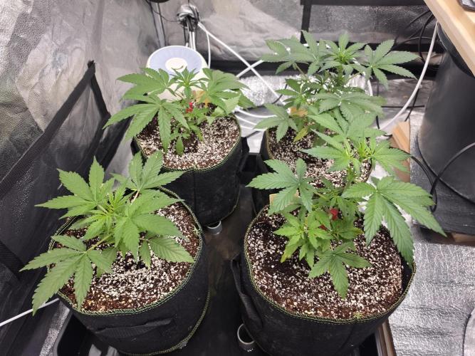 Coco auto medicinal grow RQS. Week 3