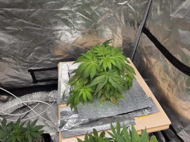 DWC Papaya Zoap Fast. Week 4