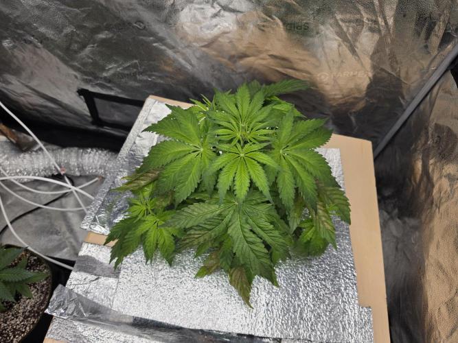 DWC Papaya Zoap Fast. Week 4