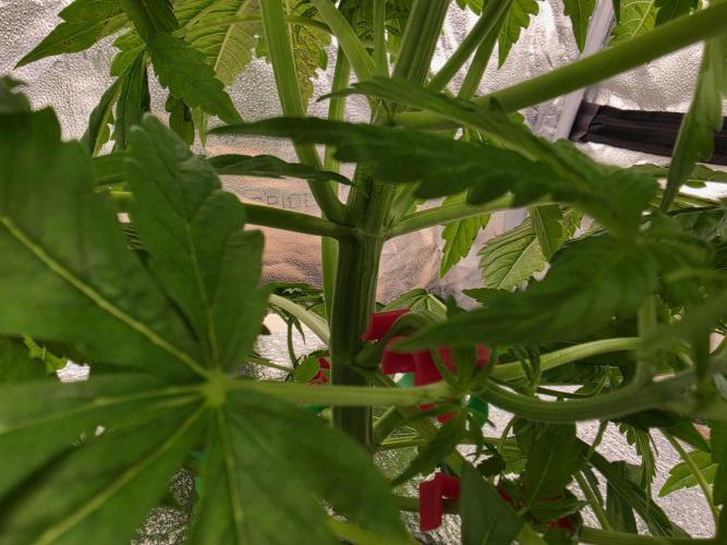 DWC Papaya Zoap Fast. Week 4 - Omg so fast !!!