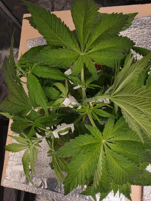DWC Papaya Zoap Fast. Week 4