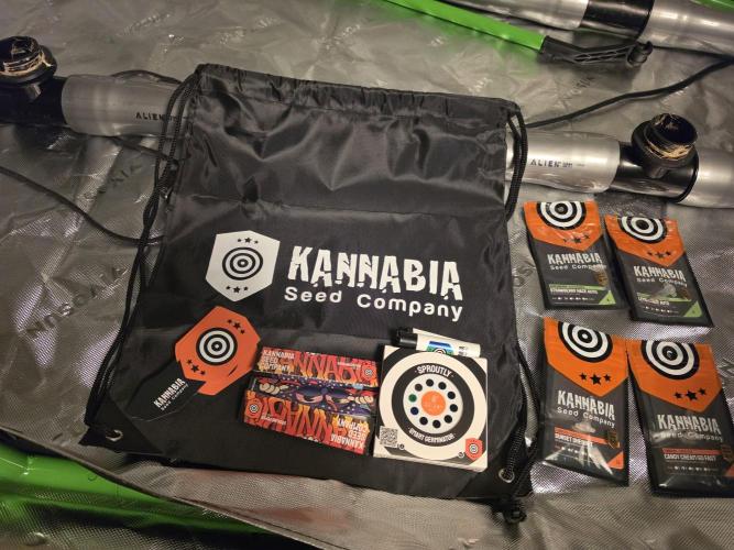 Aero #kannabia Candy cream go fast. Week 0