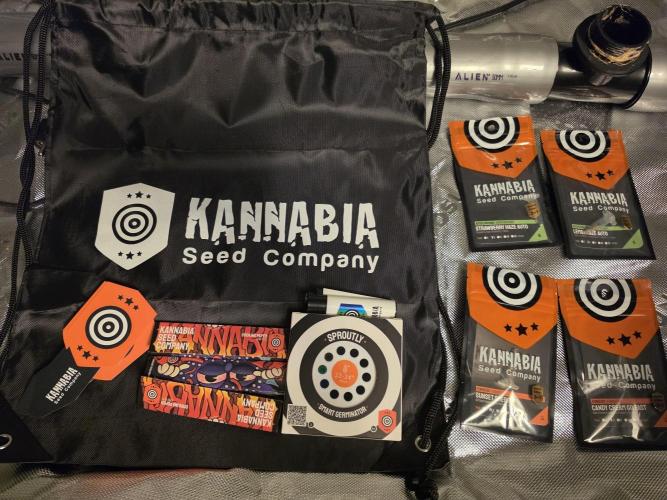 Aero #kannabia Candy cream go fast. Week 0