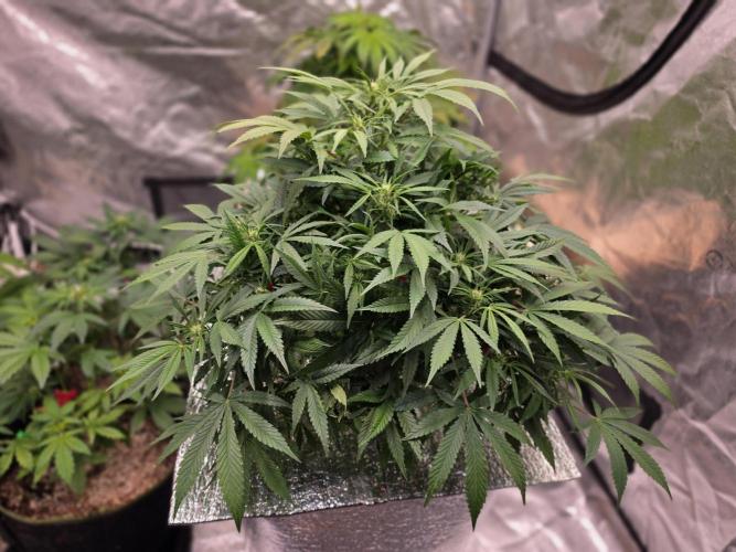 Hydro FF Auto Sativa. Week 7