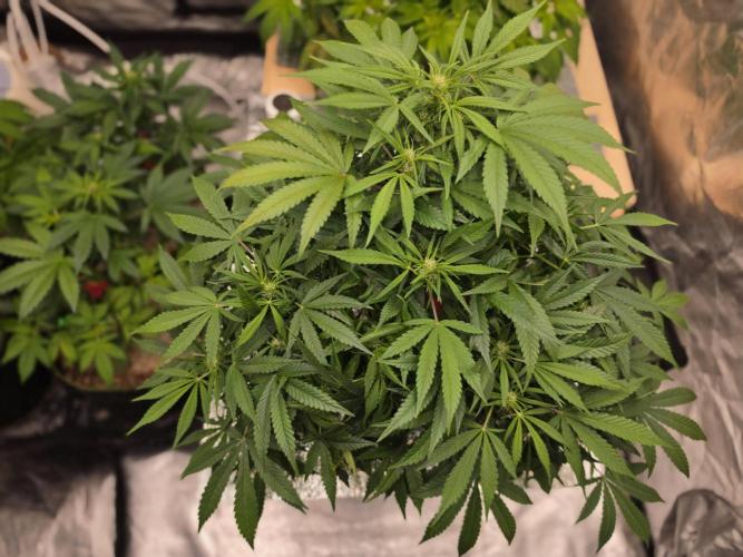 Hydro FF Auto Sativa. Week 7