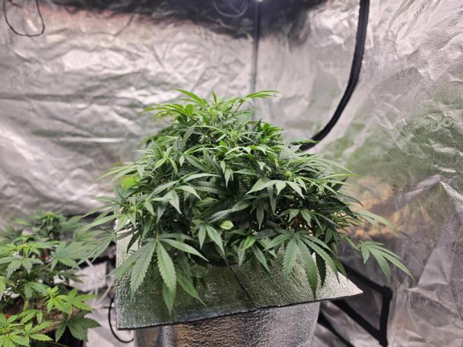 Hydro FF Auto Sativa. Week 7