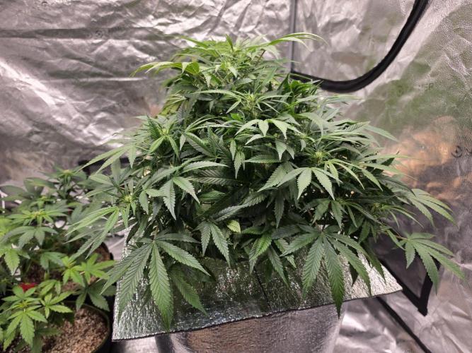 Hydro FF Auto Sativa. Week 7