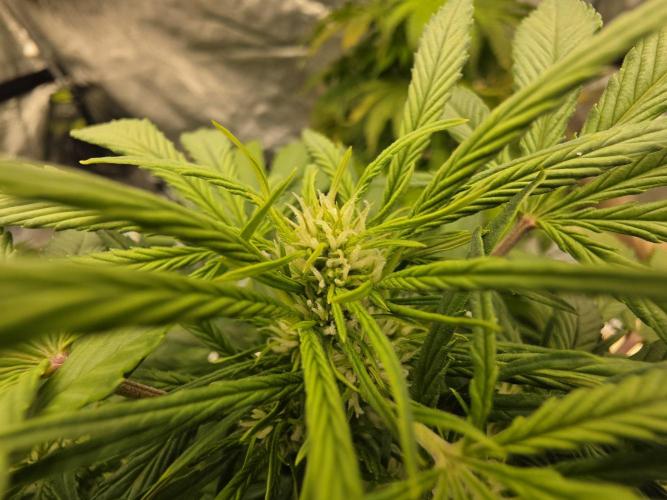 Hydro FF Auto Sativa. Week 7