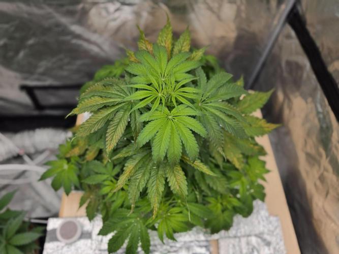 DWC Papaya Zoap Fast. Week 5
