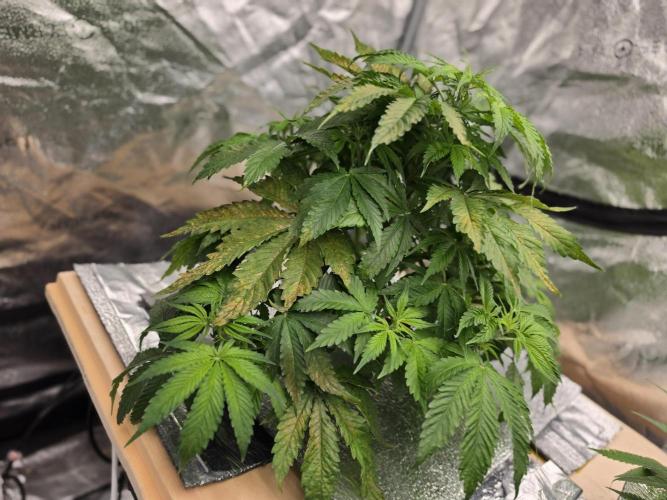 DWC Papaya Zoap Fast. Week 5