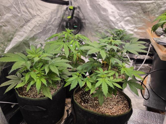 Coco auto medicinal grow RQS. Week 4