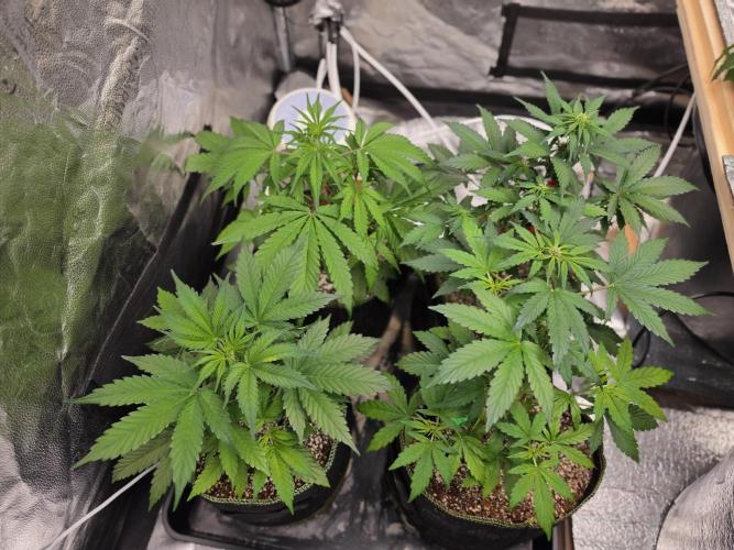 Coco auto medicinal grow RQS. Week 4