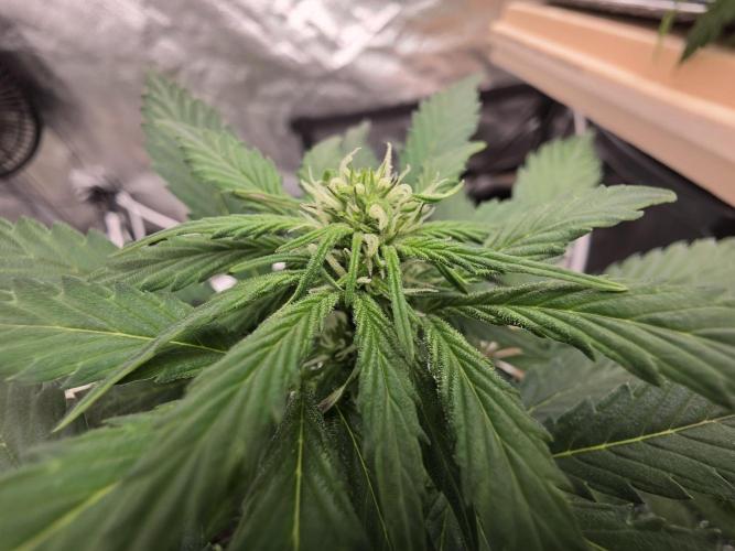 Coco auto medicinal grow RQS. Week 4