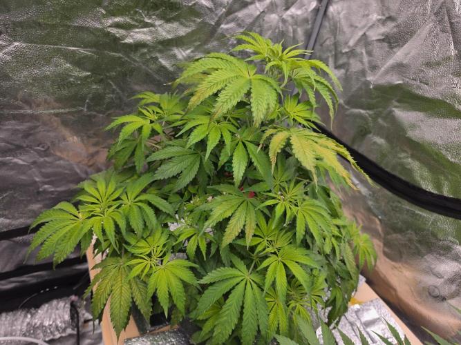 DWC Papaya Zoap Fast. Week 6