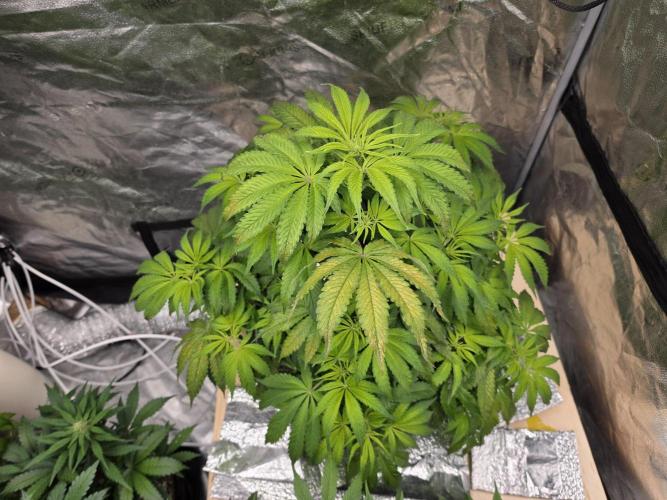 DWC Papaya Zoap Fast. Week 6