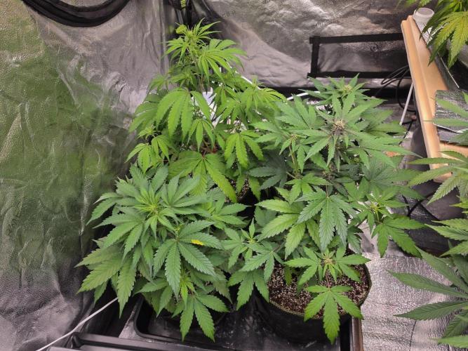 Coco auto medicinal grow RQS. Week 5