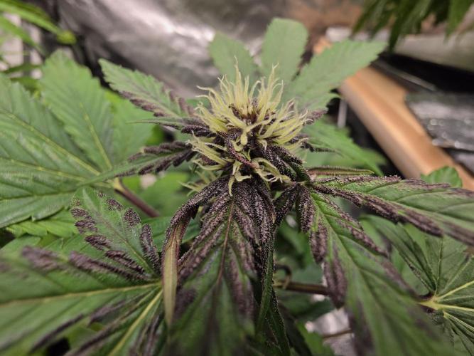 Coco auto medicinal grow RQS. Week 5