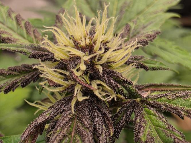 Coco auto medicinal grow RQS. Week 5