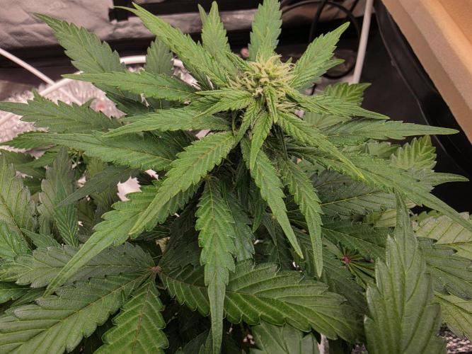 Coco auto medicinal grow RQS. Week 5