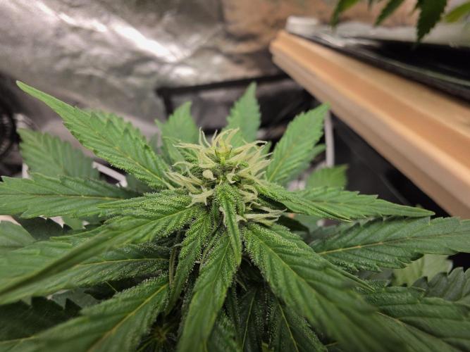 Coco auto medicinal grow RQS. Week 5