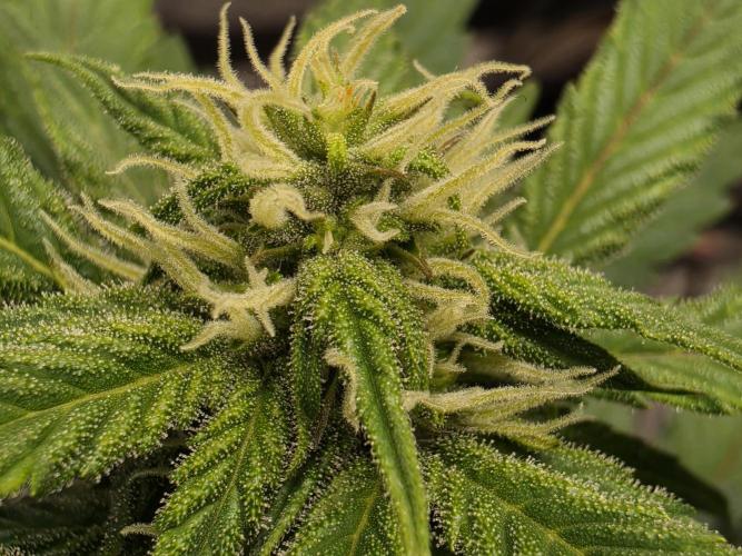 Coco auto medicinal grow RQS. Week 5