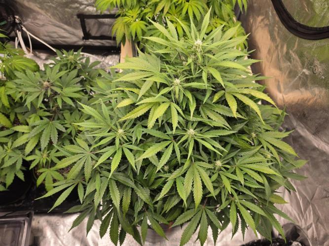 Hydro FF Auto Sativa. Week 8